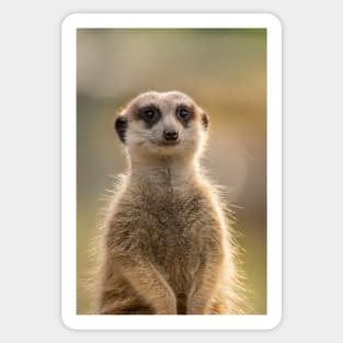 Meerkat Standing Guard, African Wildlife Sticker